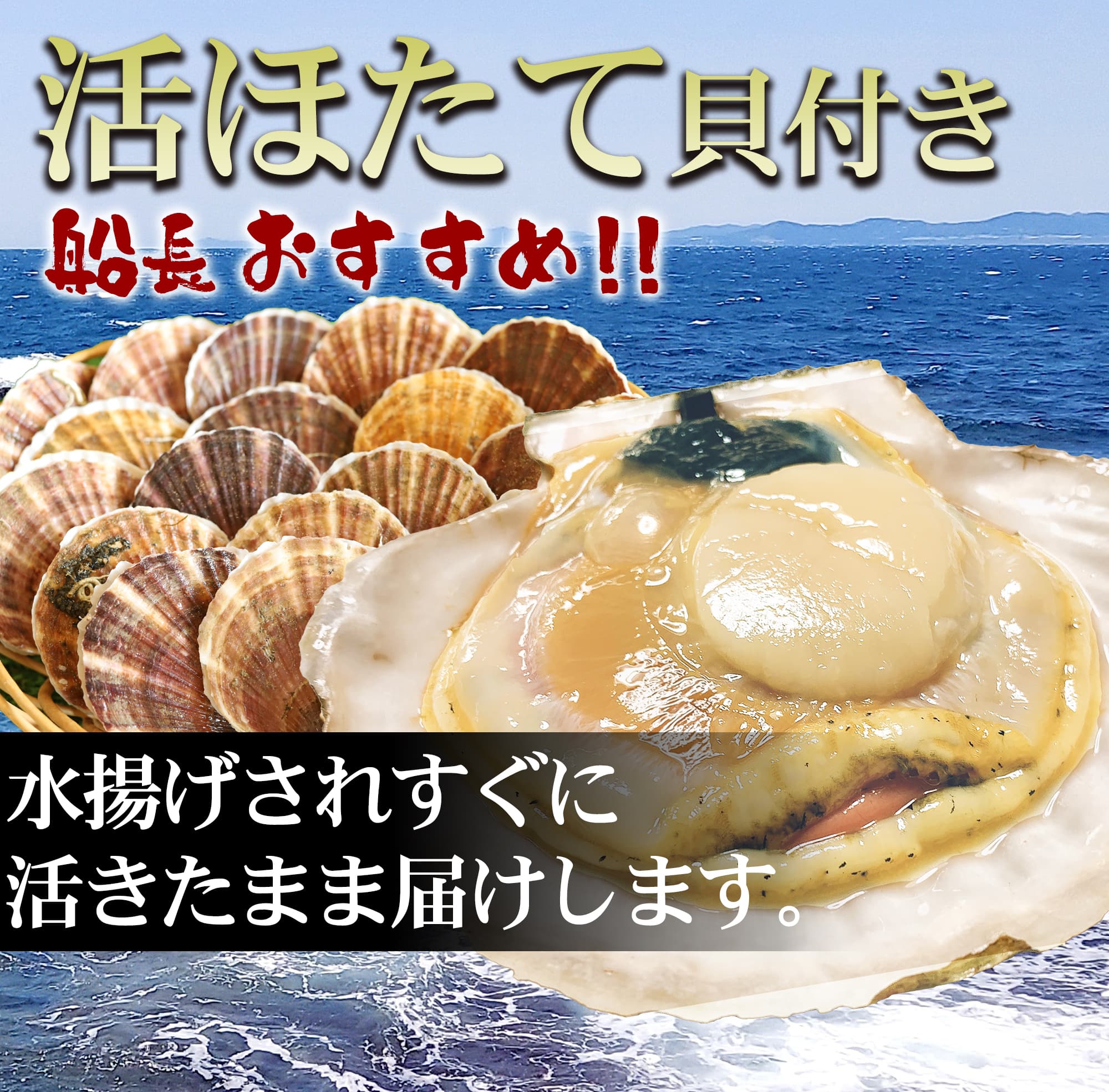 活ほたて貝付き