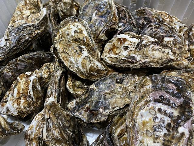 サロマ湖産 かき貝（2年物）3kg前後
