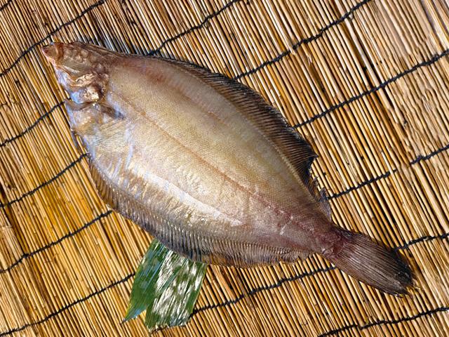 なめたがれい一夜干し（大）1枚