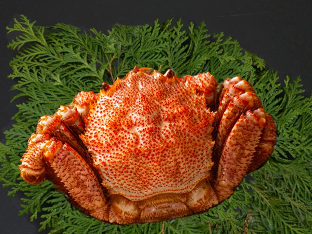 【冷蔵】浜茹で毛がに大サイズ450g前後