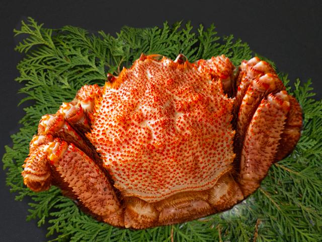 【冷蔵】浜茹で毛がに特大サイズ660g前後