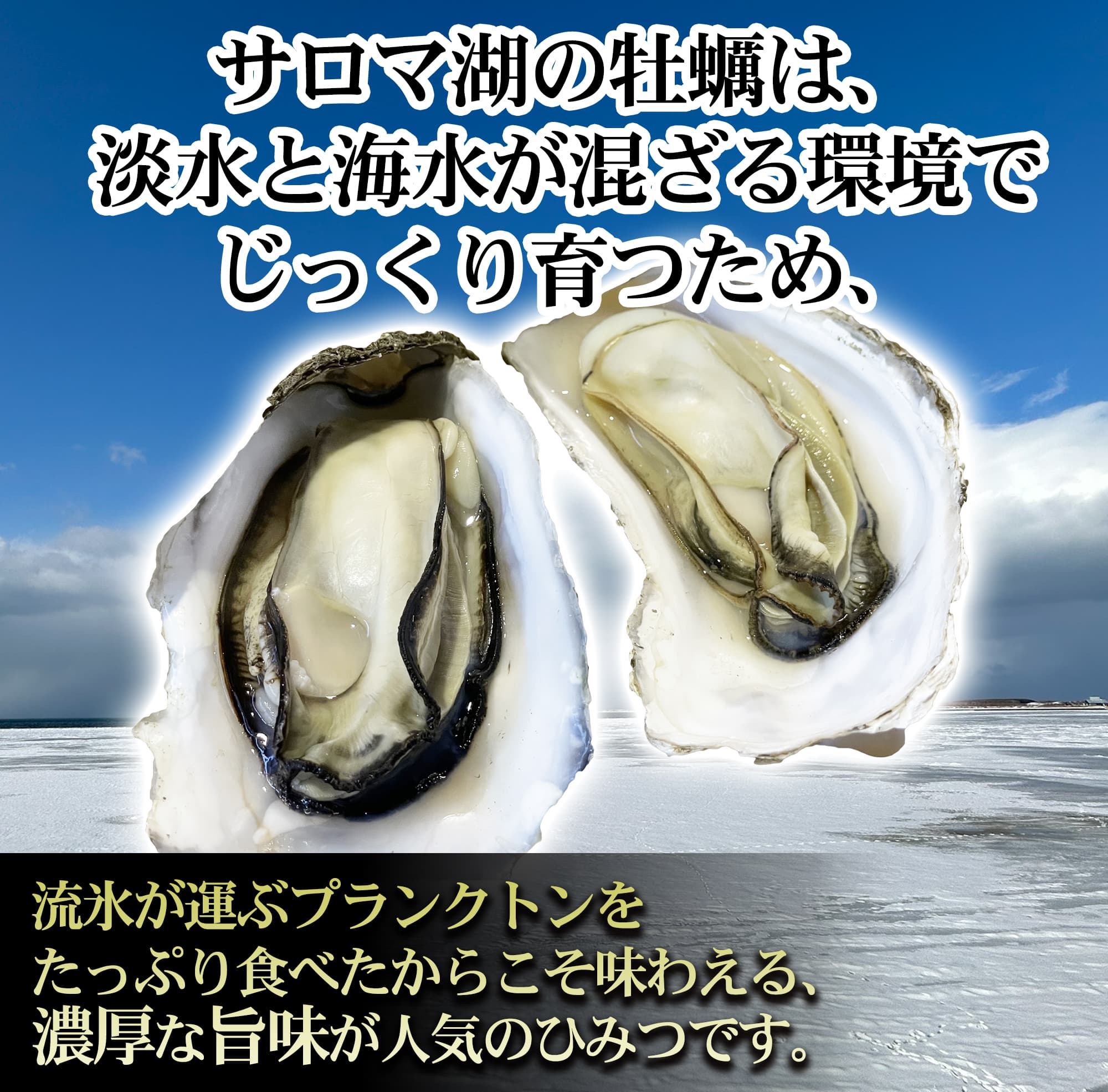 サロマ湖牡蠣貝|北海道オホーツク 船長の家